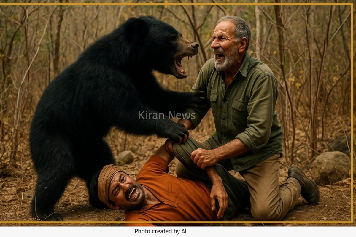 भालू हमला