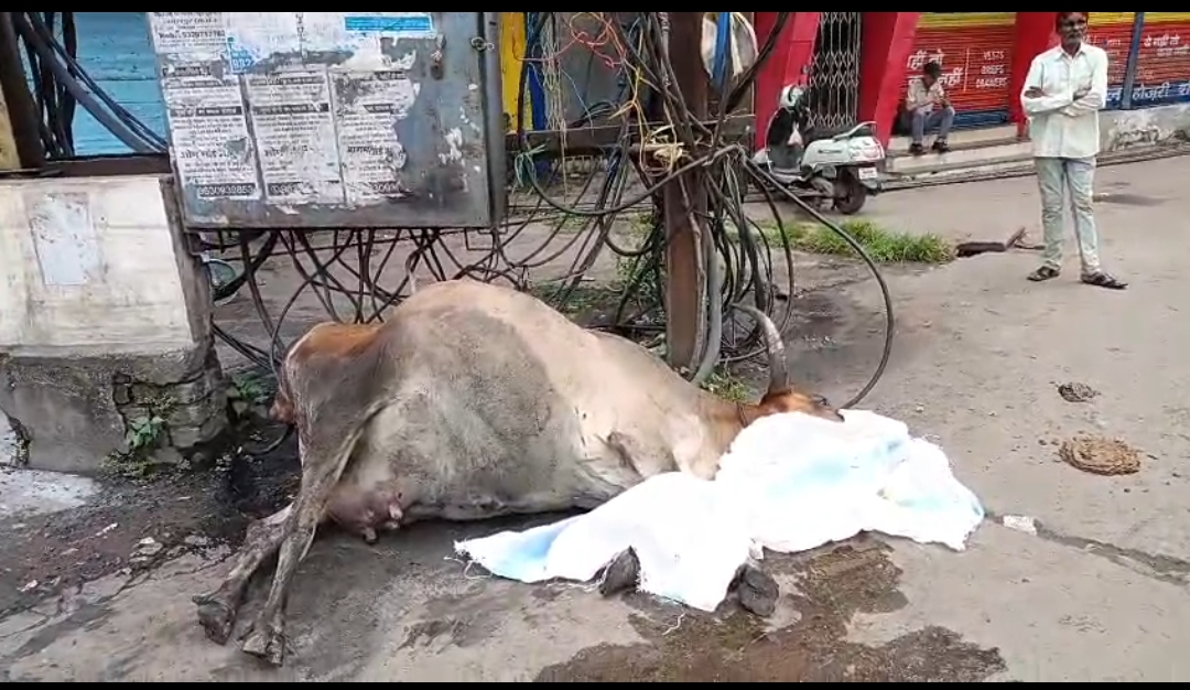 जबलपुरः प्रसव के दौरान ट्रांसफार्मर के संपर्क में आने से गाय की मौत