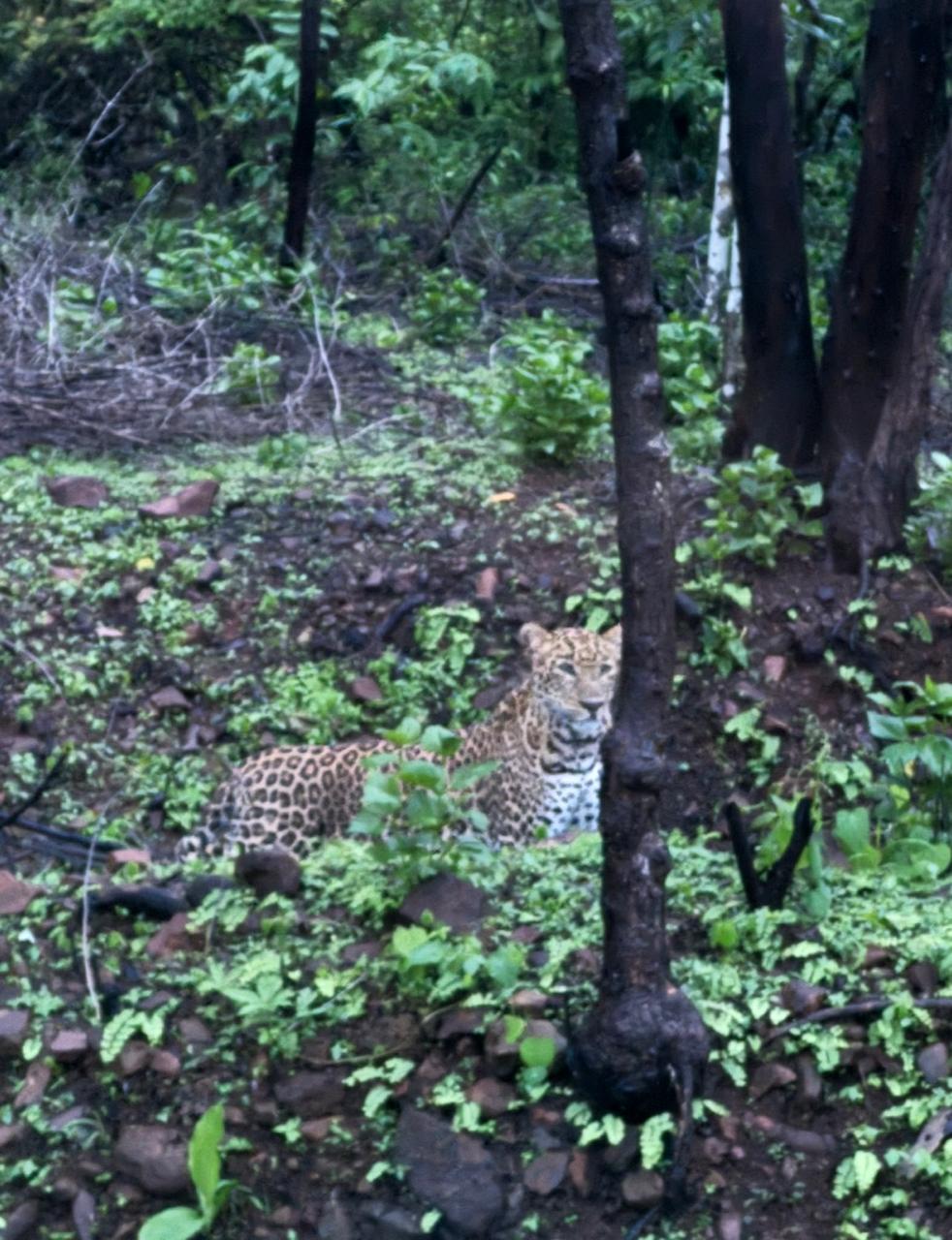 जंगल कटाई पर डॉ प्रशांत के पत्र से सीएम ने वन विभाग को तलब किया