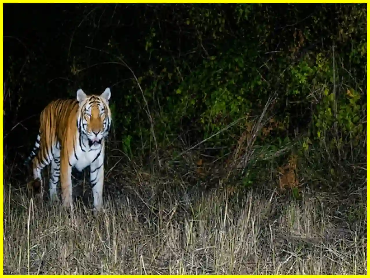 अरुणाचल प्रदेश में दो दशकों बाद रॉयल बंगाल टाइगर देखा गया