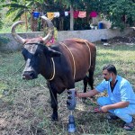 राजस्थान में घायल गाय को कृत्रिम पैर लगाने का अनूठा प्रयास