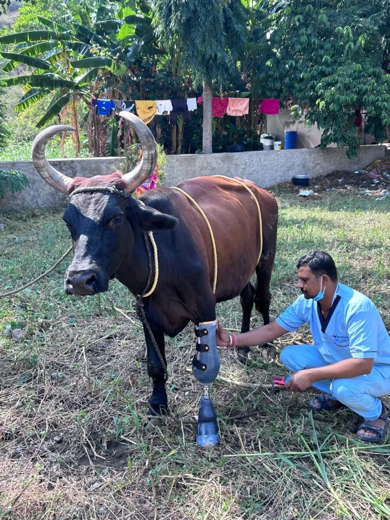 राजस्थान में घायल गाय को कृत्रिम पैर लगाने का अनूठा प्रयास